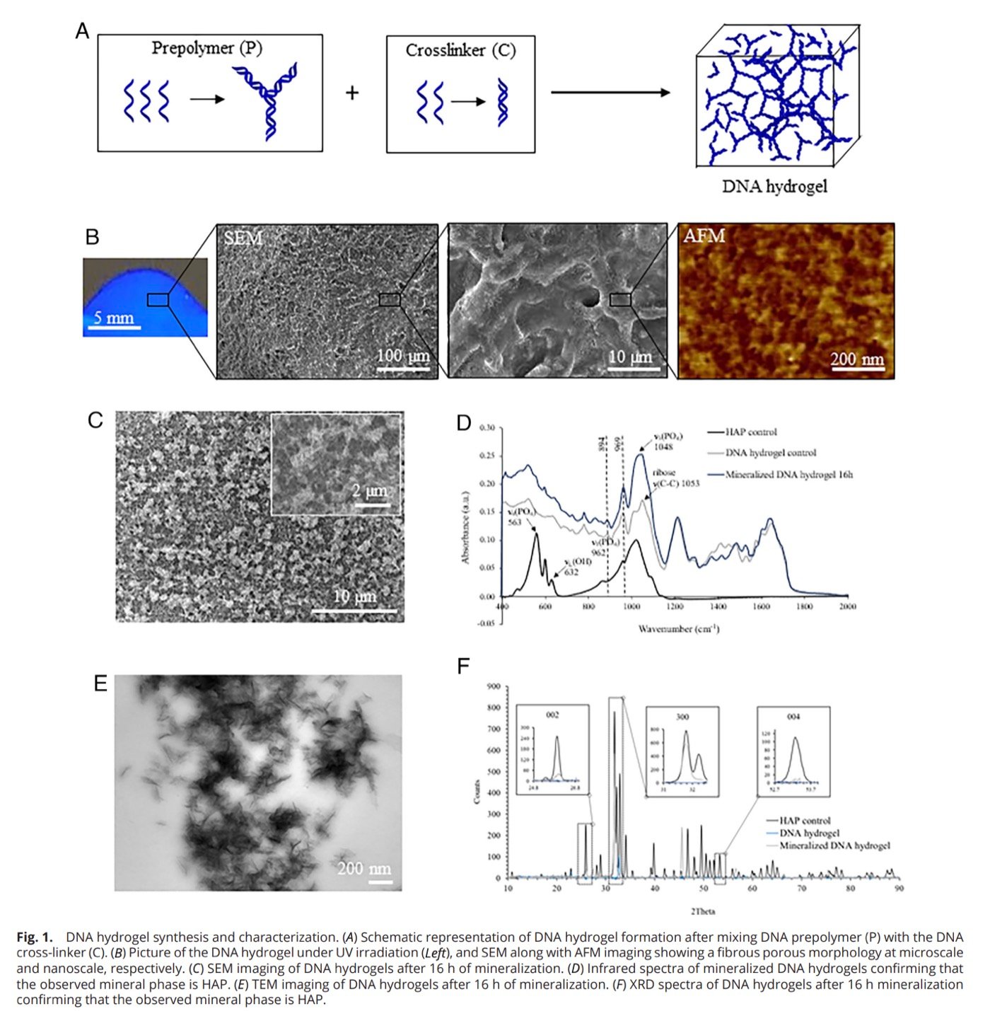 DNA hydrogel synthesis and mineralization figure