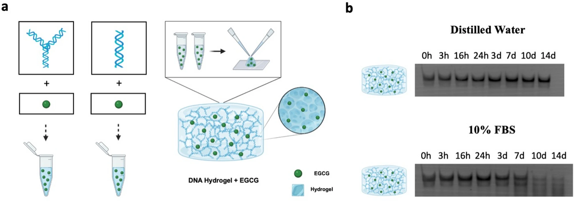 Enhanced oral delivery and bioactivity of EGCG via DNA nanocarriers